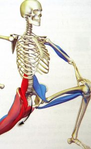 Psoas Stretch in Action
